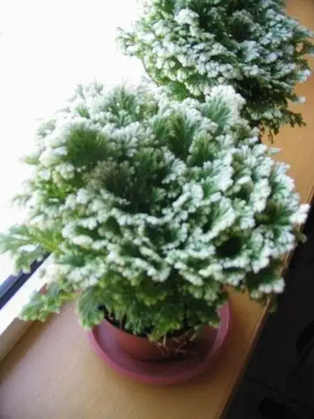 蕨类植物推荐 卷柏 翠云草 知乎