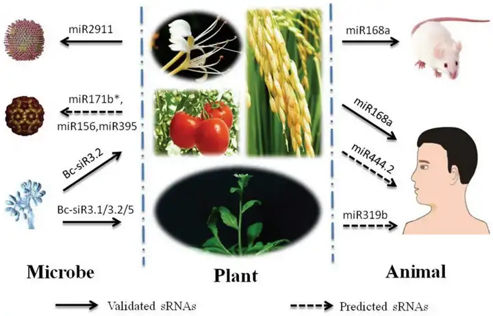 《摘得诺奖|为什么会是miRNA？揭秘其作用机制与广阔前景》