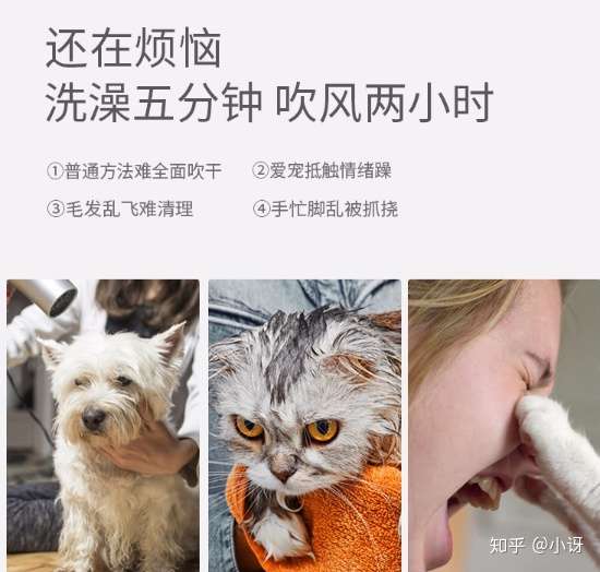 宠物烘干箱选购推荐 让家里的猫狗主子享受0噪音吹水机吹毛的体验 知乎
