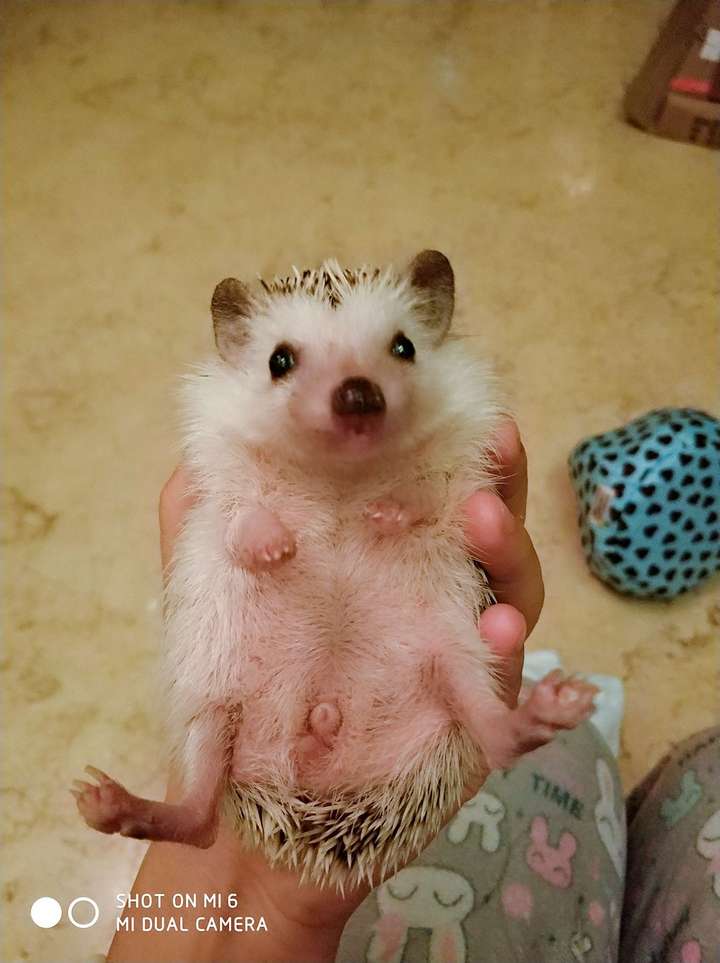 非迷刺猬的肚子.