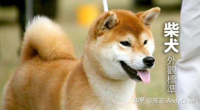 柴犬标准身高体重详解 不要再被无良商家骗了 知乎