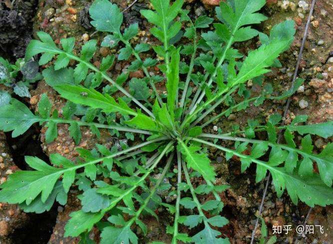 现在正是采摘这种野菜的时候 你准备好了吗 知乎