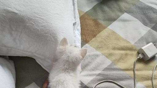 小猫老是咬我手指怎么办 v2-6c0f5d11931368a3bca47293ce1d9f28_720w.jpg?source=1940ef5c