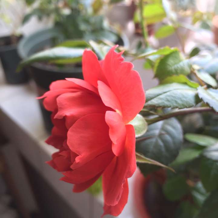 植物种植 为什么真正喜欢养植物的男生比女生多?(图10) 植物种植 为什么真正喜欢养植物的男生比女生多?(图10)