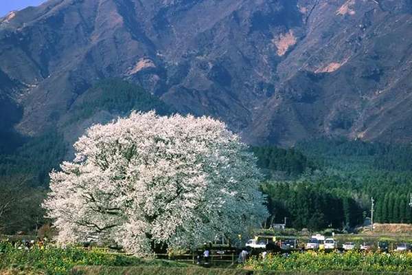 赏樱 18日本各地花期一览表 赏花圣地推荐 知乎