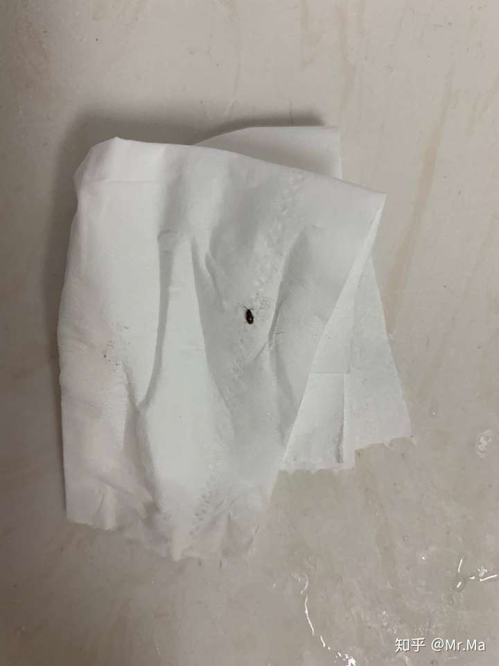 大家帮我看看,这是蟑螂幼虫吗?最近家里发现了几次?