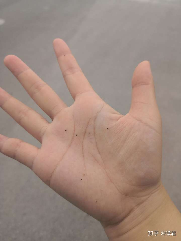 四川很小的一种蚊子「蠛蚊」是什么东西?