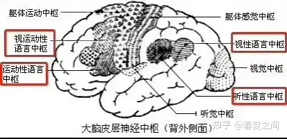 浅谈益因贝儿脑磷脂群优势和不足 