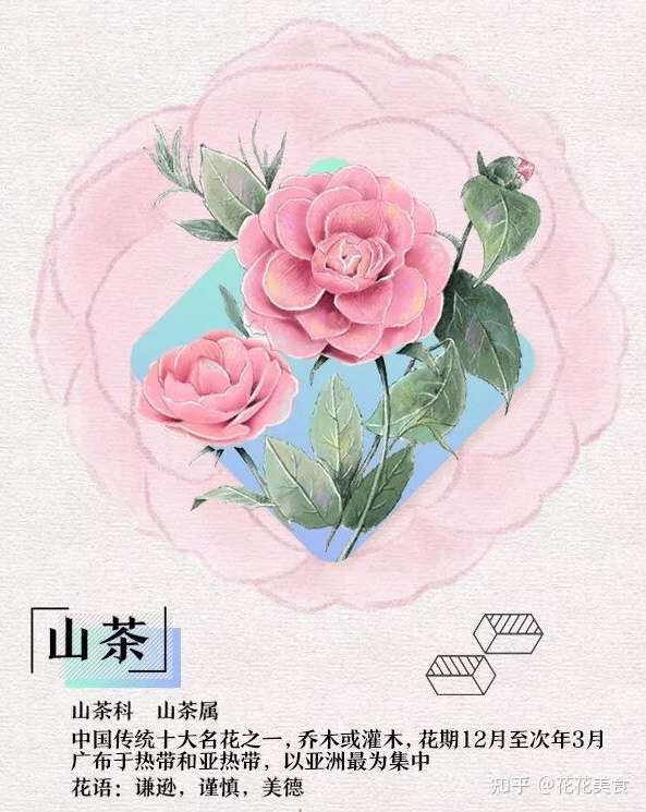 34种植物的花期花语 知乎