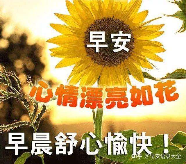 6张最新免打字漂亮鲜花早上好问候图片唯美夏日早安问候祝福图片鲜花带字 知乎