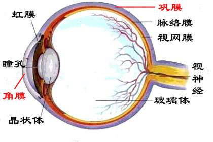 角膜炎 巩膜炎 结膜炎3分钟梳理 哪种传染性强 知乎