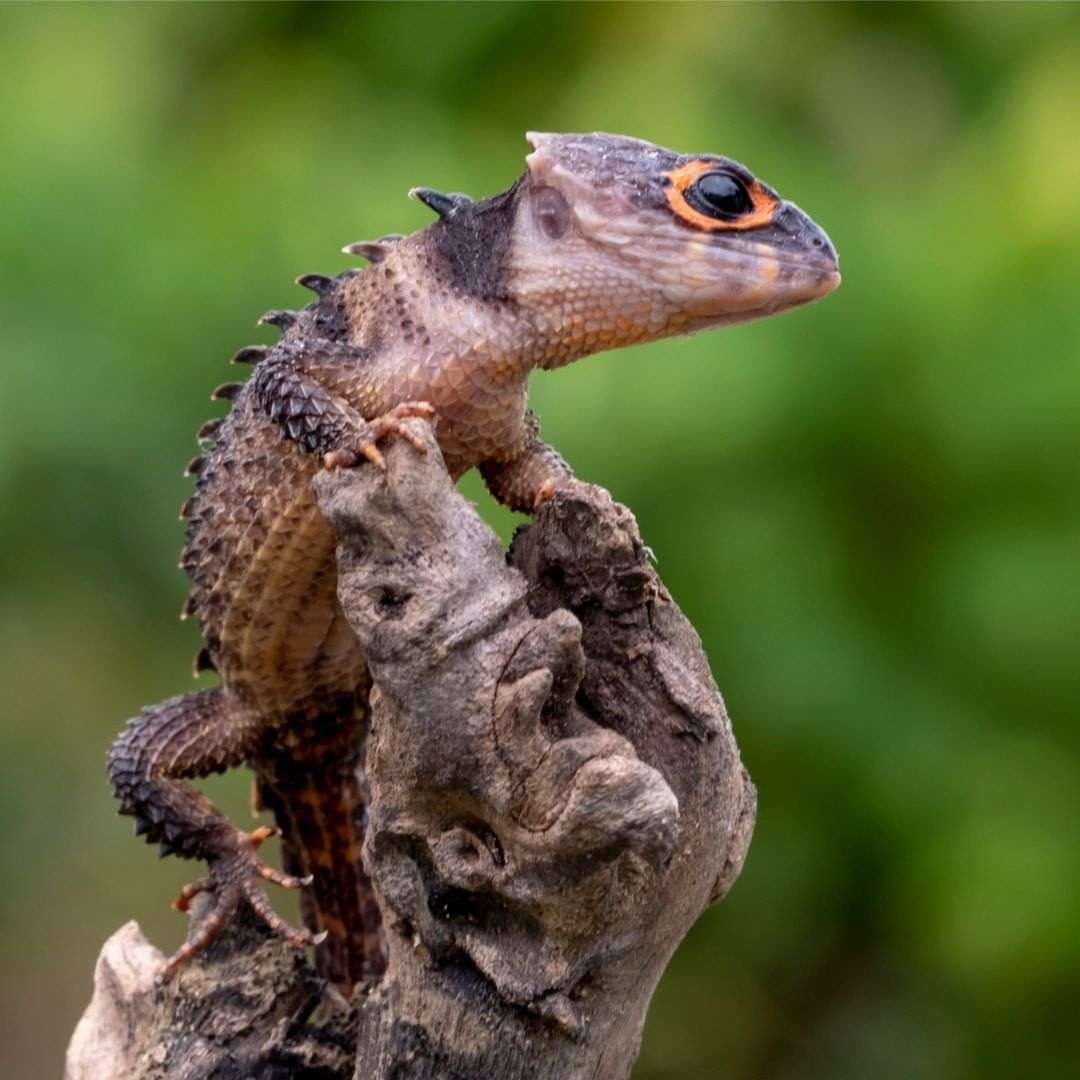 苏澄宇 的想法: #神奇动物在哪里 红眼鹰蜥(tribolonotus… - 知乎