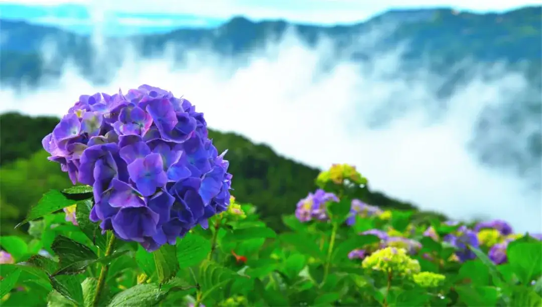 绣球花 萤火虫 风铃祭 雨伞天空 在日本の盛夏赴一场清新之约 知乎