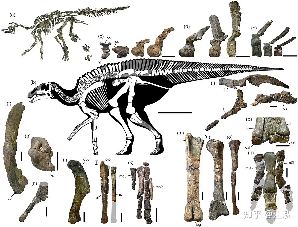 北海道发现日本最完整恐龙化石- 知乎