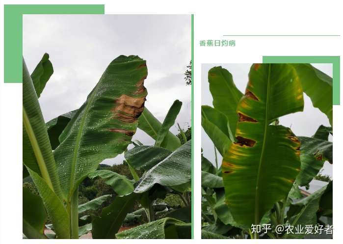 不能错过的四点香蕉日灼病的防治 (香蕉日灼病种植防治措施)