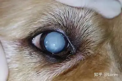 关于宠物白内障