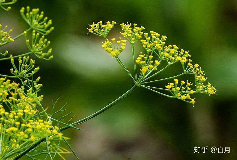 小原流花道 小茴香除了当香料 用来插花竟然也这么美 知乎