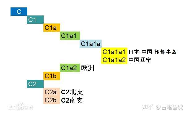 东亚人稀少父系单倍群c1a1m8简介