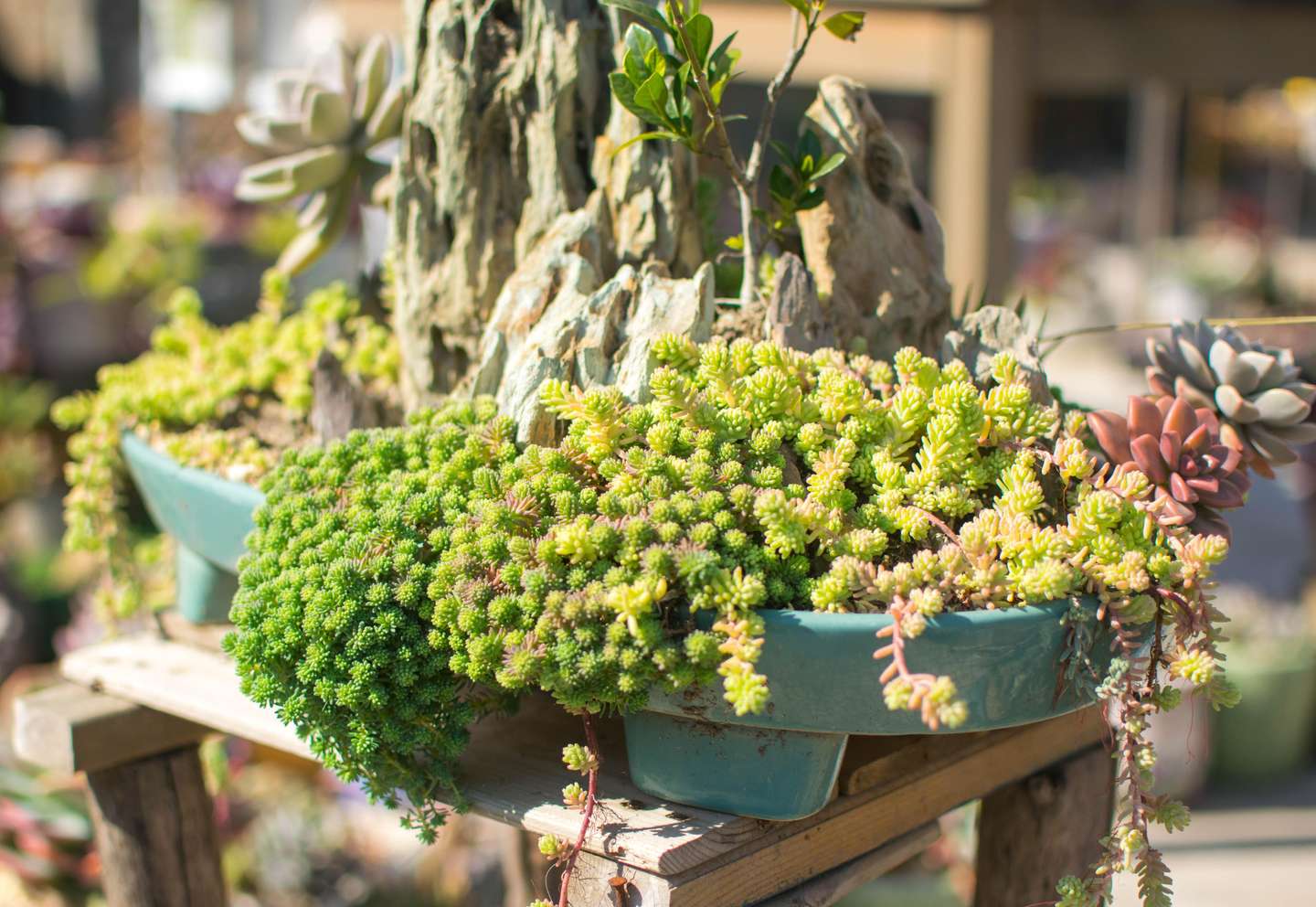 简单 不简单 薄雪万年草 Sedum Hispanicum 知乎