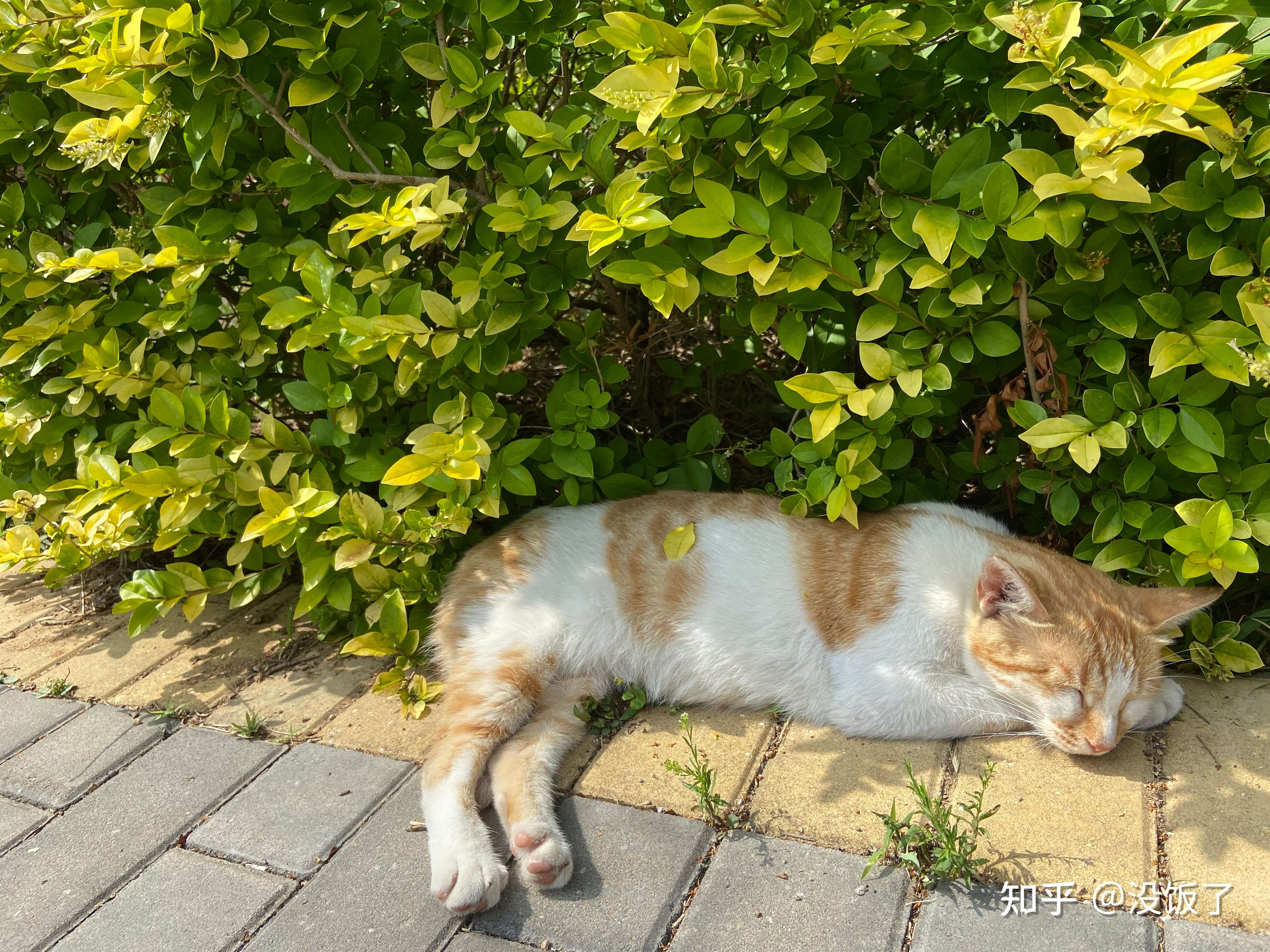 没饭了 的想法: 安逸幸福可爱的猫猫 