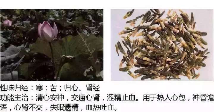 500余种中草药图  第45张