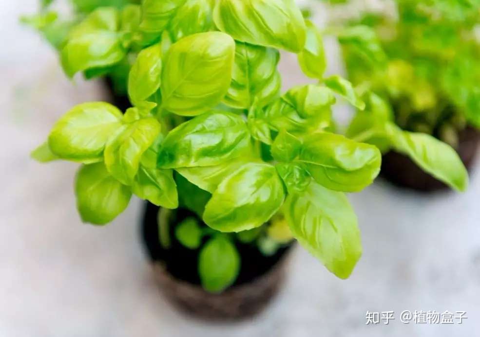 比 香水 还好闻 养这些香草绝对值得 知乎