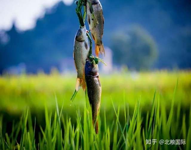 稻花鱼是什么鱼 知乎