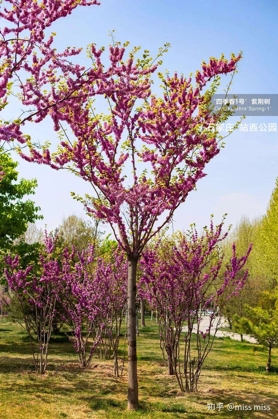 四季春1号 紫荆树园林应用实例赏析 石家庄 知乎
