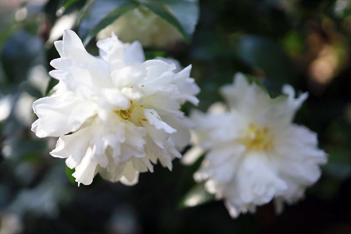 花事#归途中竟远远看见某个曾经很喜欢我的老师.头发竟有点白了.