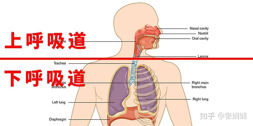 痰从哪里来 痰多怎么治 知乎