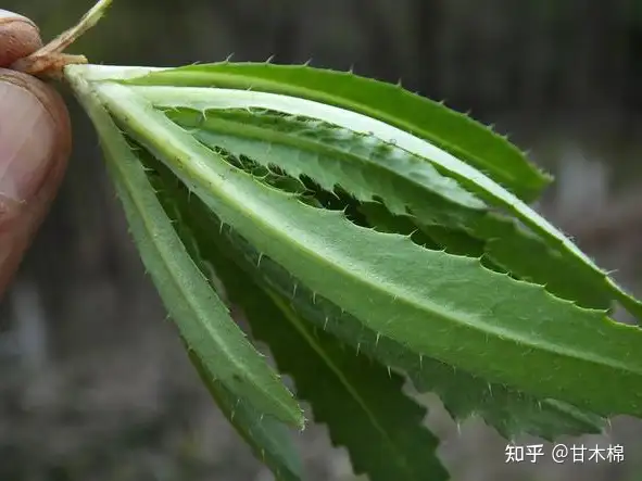 奔走相告（路邊經(jīng)常見(jiàn)到的草）路邊的雜草是什么草，長(zhǎng)在路邊的20種雜草，可當(dāng)野菜食用，你認(rèn)識(shí)幾種？，拼多多無(wú)限注冊(cè)新用戶，