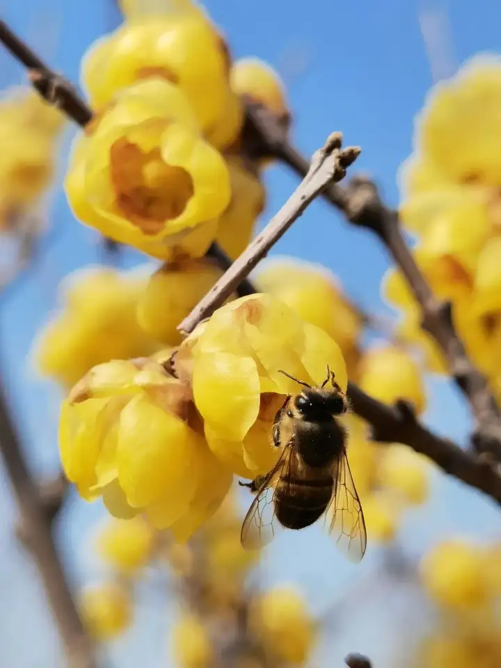 快来看（莘庄赏梅习俗非遗）莘庄梅园可以观赏到梅花吗多少钱 第13张