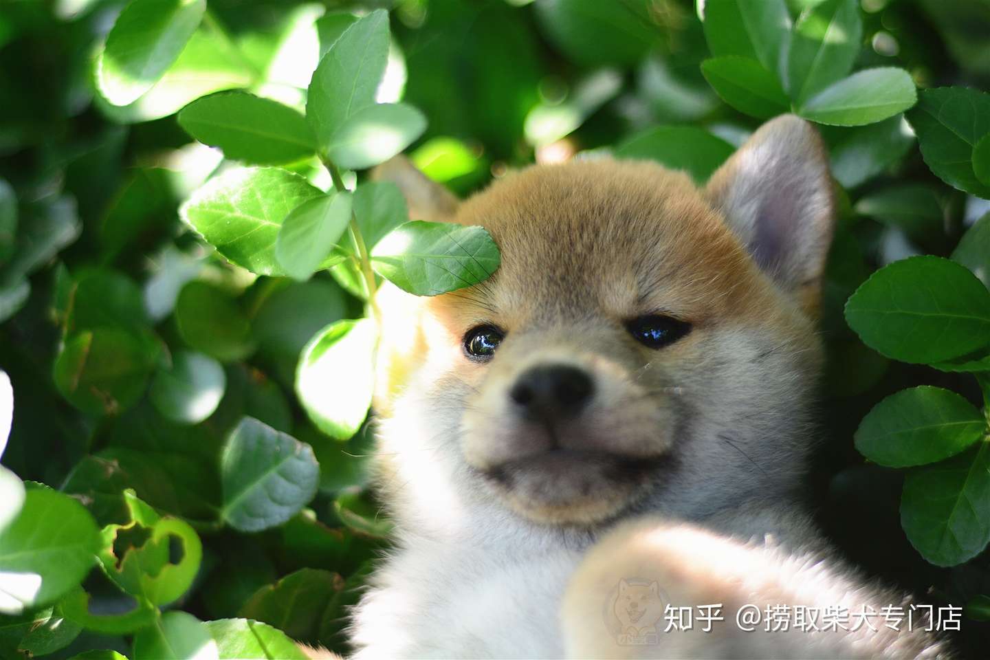 日本柴犬寿命有多长 柴犬的性格 柴犬饲养小贴士 知乎
