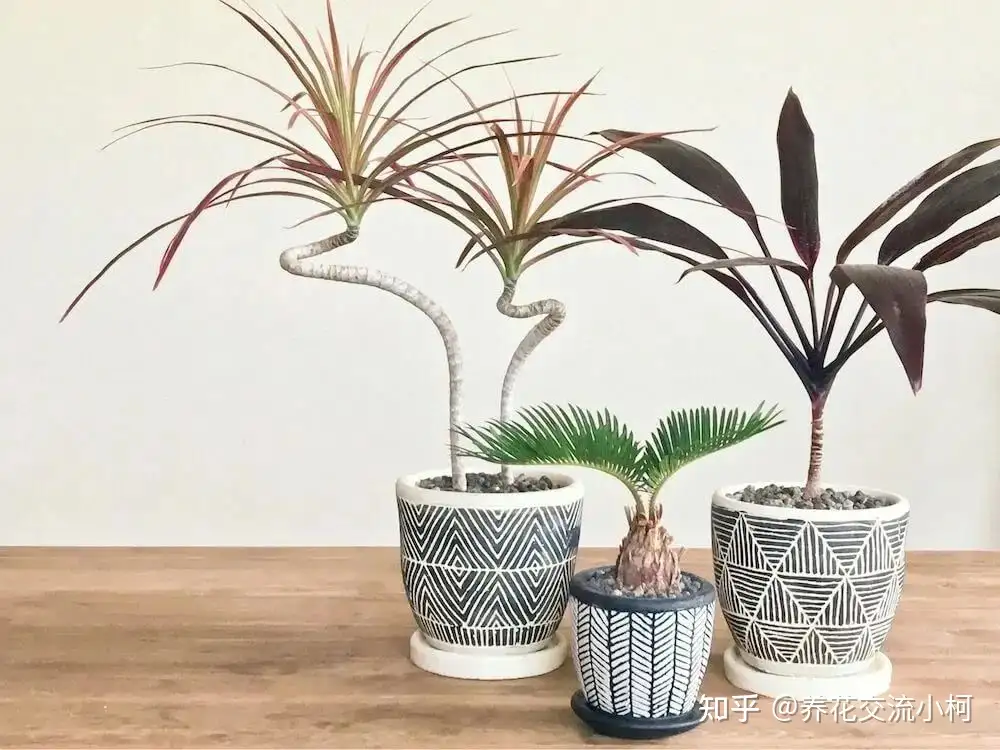 养护室内观叶植物时 你喜欢用什么花盆 你觉得哪一种最好看 知乎