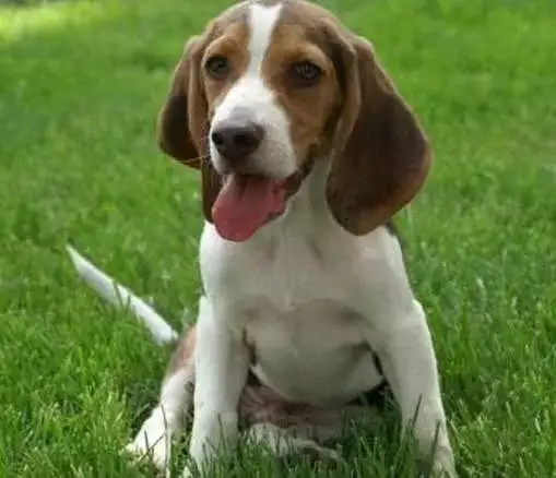 每日一犬哈利犬