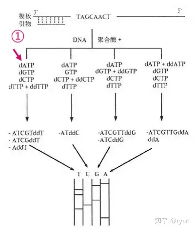 一代测序原理(sanger测序)