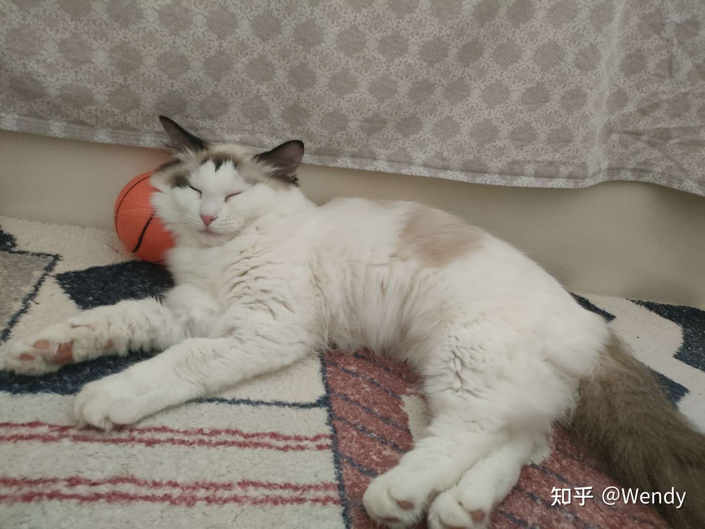 猫肺水肿和急性肾衰治疗记录- 知乎