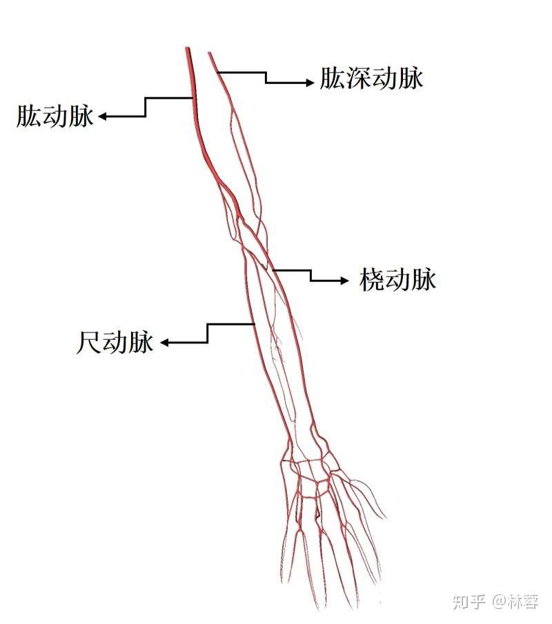 腹部外的超声检查 你又知多少 知乎