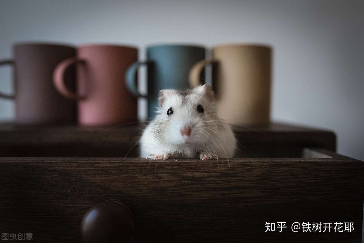 奇迹在坚守中出现 以为身后是老虎 转脸发现是汪星人 知乎