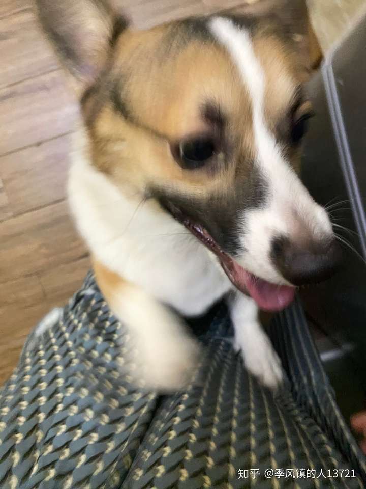 请问我家柯基这黑色嘴毛还能还能褪吗?