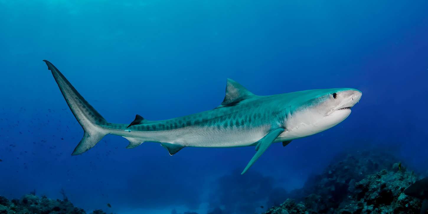 江泓 的想法: 虎鲨危险 虎鲨,也就是居氏鼬鲨十分危险… - 知乎