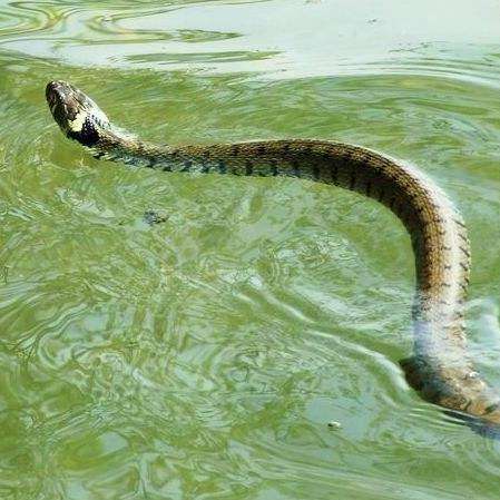 水蛇