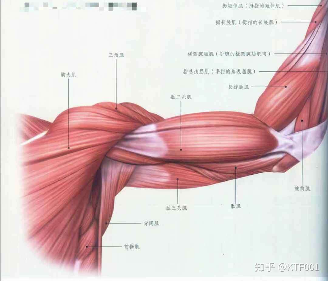 最详细肌肉拉伸教程四 手臂拉伸 知乎