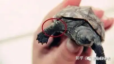 学长技能篇乌龟常见病之腐皮篇