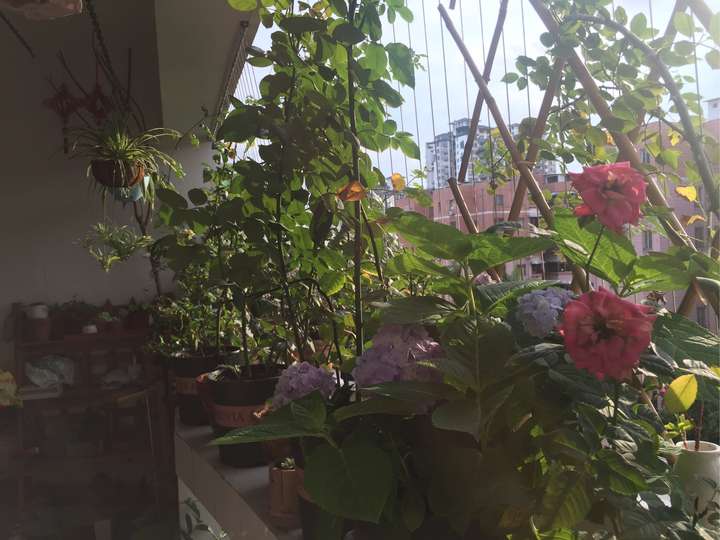 植物种植 为什么真正喜欢养植物的男生比女生多?(图3) 植物种植 为什么真正喜欢养植物的男生比女生多?(图3)