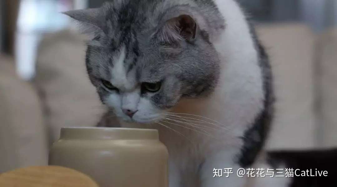 猫咪吃虫瘿果和吃猫薄荷 效果会有什么区别 知乎