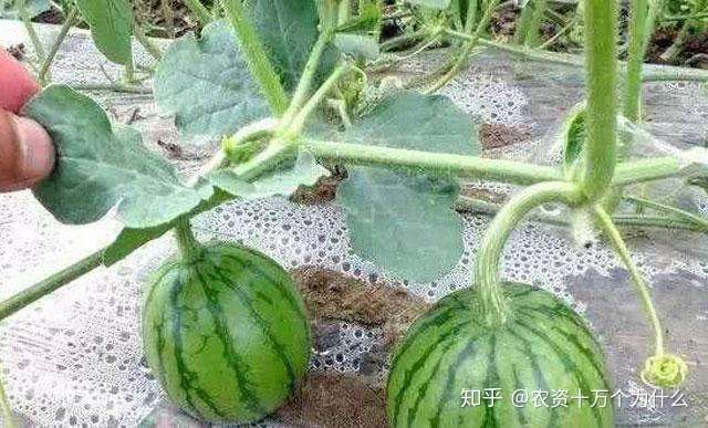 西瓜蚜虫打一遍又一遍 防治不住 因为您这两个细节没有做到位 知乎