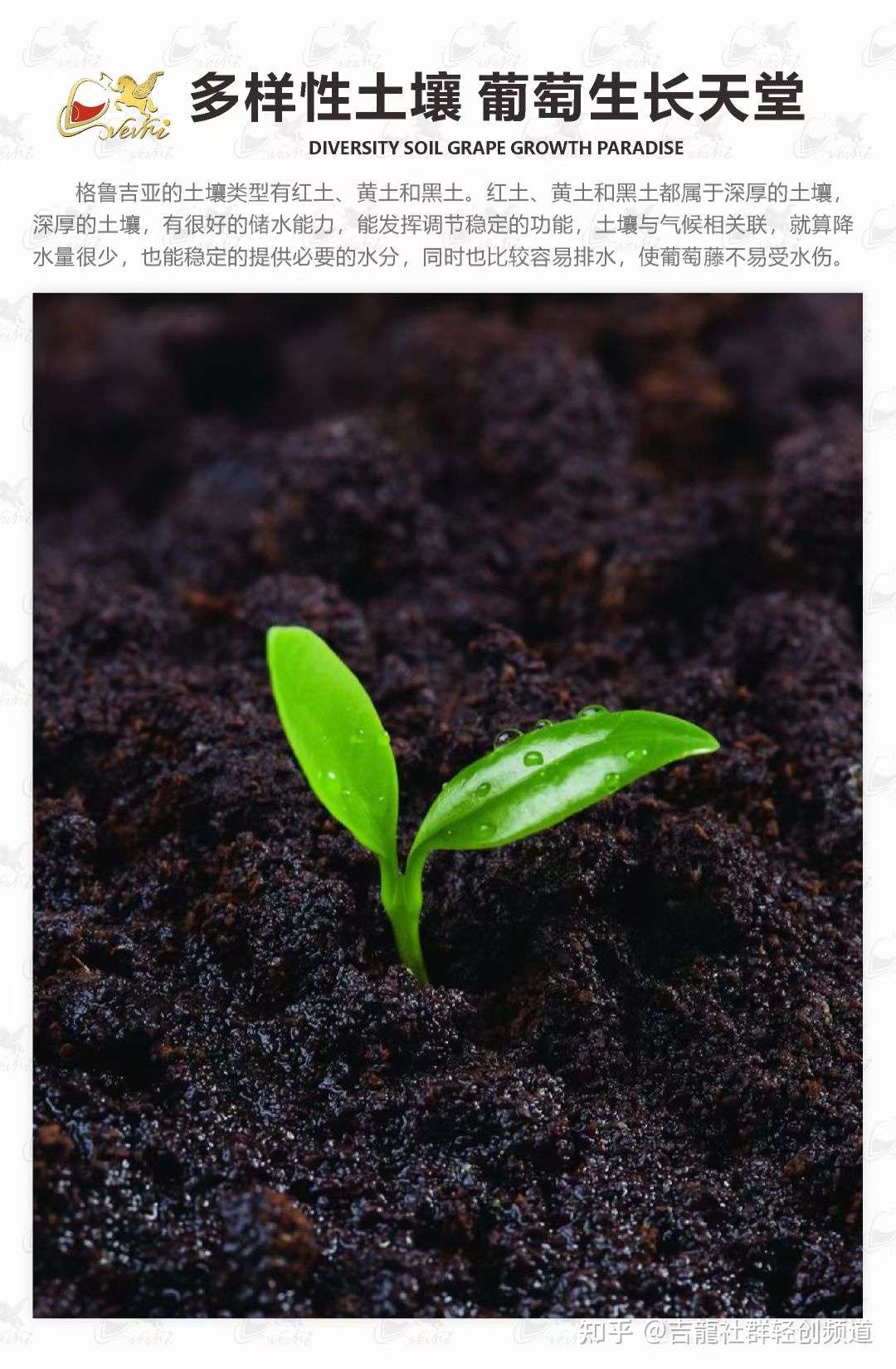 吉龙社群轻创频道 的想法: 一款好的葡萄酒应具备哪些条件?