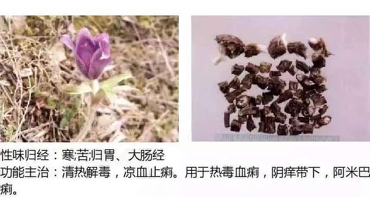 500余种中草药图  第69张