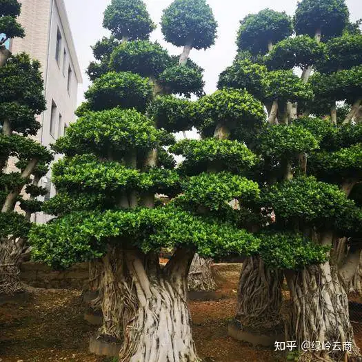 10种观赏性比较高的造型苗木推荐！